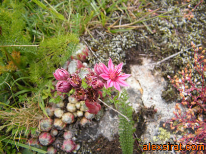 Sempervivum arachnoideum Pirineo Aranes